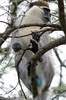 Ethiopie - Parc National d'Awash - Vervet mle