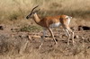Ethiopie - Parc National d'Awash - Gazelle de Soemmerring