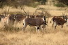 Ethiopie - Parc National d'Awash - Oryx Beisa