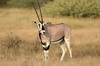Ethiopie - Parc National d'Awash - Oryx Beisa