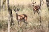 Ethiopie - Parc National Abijata-Shala - Gazelle de Grant