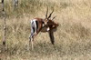 Ethiopie - Parc National Abijata-Shala - Gazelle de Thomson