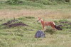 Ethiopie - Plaine de Dinsho - Loup d'Abyssinie