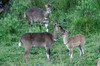 Ethiopie - Forêt de Dinsho (Parc National de Bale) - Femelle et jeune nyala de montagne