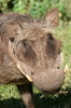 Ethiopie - Fort de Dinsho (Parc National de Bale) - Phacochre