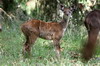 Ethiopie - Forêt de Dinsho (Parc National de Bale) - Jeune nyala de montagne