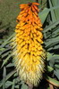 Ethiopie - Piste Goba-Sanetti - Kniphofia