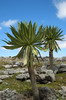 Ethiopie - Plateau de Sanetti (Parc National de Bale) - Lobélies géantes