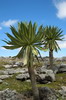 Ethiopie - Plateau de Sanetti (Parc National de Bale) - Loblies gantes