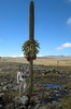 Ethiopie - Plateau de Sanetti (Parc National de Bale) - Loblie gante en fleur