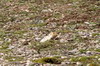 Ethiopie - Plateau de Sanetti (Parc National de Bale) - Rat-taupe gant