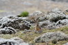 Ethiopie - Plateau de Sanetti (Parc National de Bale) - Livre de Starck dans les helichrysum