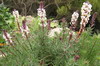 Ethiopie - Plateau de Sanetti (Parc National de Bale) - hebenstretia angolensis