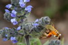 Plateau de Sanetti (Parc National de Bale) (Ethiopie) - moro-sphinx butinant une salvia merjamie