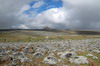 Ethiopie - Plateau de Sanetti (Parc National de Bale) - Lobélies géantes et helichrysum