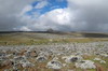 Ethiopie - Plateau de Sanetti (Parc National de Bale) - Loblies gantes et helichrysum