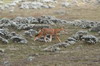 Ethiopie - Plateau de Sanetti (Parc National de Bale) - Loup d'Abyssinie