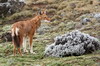 Plateau de Sanetti (Parc National de Bale) (Ethiopie) - Loup d'Abyssinie