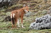 Ethiopie - Plateau de Sanetti (Parc National de Bale) - Loup d'Abyssinie