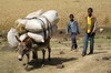 Ethiopie - Piste Awassa-Dinsho - Un âne bien chargé