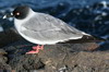 Galapagos - Genovesa - Mouette  queue fourchue