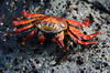 Galapagos - Genovesa - Crabe rouge