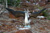 Galapagos - Genovesa - Fou à pieds bleus en parade nuptiale