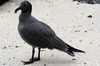 Galapagos - Genovesa - Mouette obscure