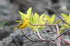 Galapagos - Genovesa - Paruline jaune mâle sur un palétuvier