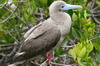 Galapagos - Genovesa - Fou à pieds rouges