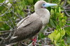 Galapagos - Genovesa - Fou  pieds rouges