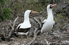 Galapagos - Genovesa - Fous de Grant