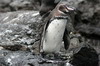 Galapagos - Bartolom - Manchot des Galapagos