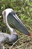 Galapagos - Rabida - Pélican brun sur son nid