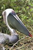 Galapagos - Rabida - Plican brun sur son nid