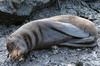 Galapagos - Santiago - Otarie  fourrure