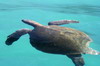 Galapagos - Isabela - Tortue verte