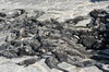 Galapagos - Fernandina - Tas d'iguanes marins