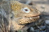 Galapagos - Isabela - Iguane terrestre