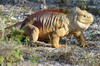 Galapagos - Isabela - Iguane terrestre