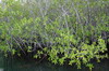 Galapagos - Isabela - La mangrove  Elisabeth Bay