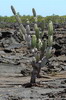 Galapagos - Isabela - Cactus sur une coul�e de lave
