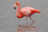 Galapagos - Floreana - Flamant des Carabes