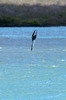 Galapagos - Floreana - Fou à pieds bleus plongeant pour pêcher