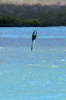 Galapagos - Floreana - Fou  pieds bleus plongeant pour pcher