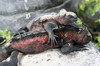 Galapagos - Espanola - Iguanes marins rouges d'amour