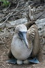 Galapagos - Espanola - Fou � pieds bleus couvant ses ?ufs