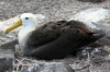 Espanola (Iles Galapagos) - Albatros des Galapagos sur son nid