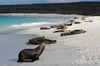 Galapagos - Espanola - La plage à Bahia Gardner
