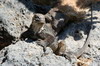 Galapagos - Plazas Sud - Hybride iguane terrestre/iguane marin